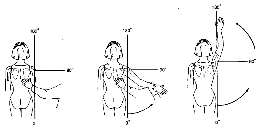 scapula_rot.gif (35947 bytes)