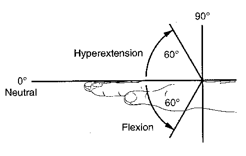 wrist_flex.tif (462546 bytes)